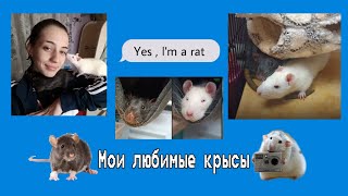 мою клетку своим питомцам | мои любимые крысы |