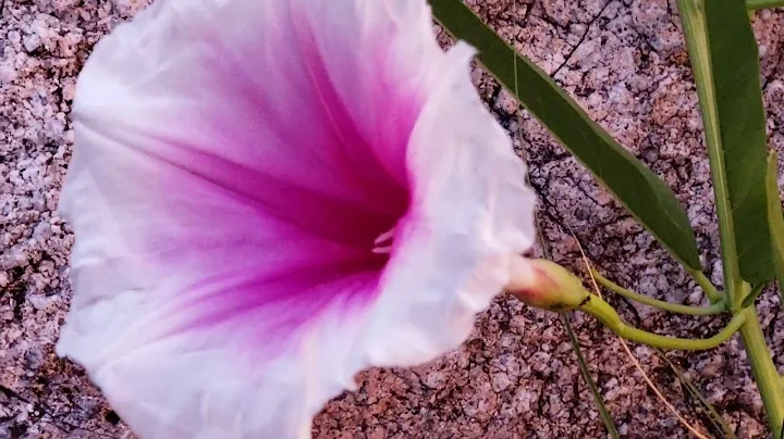 (#144) An Evening in Sonora with Desert Toads, Parasitic Orchids, and Pink-Throat Morning Glory - DayDayNews