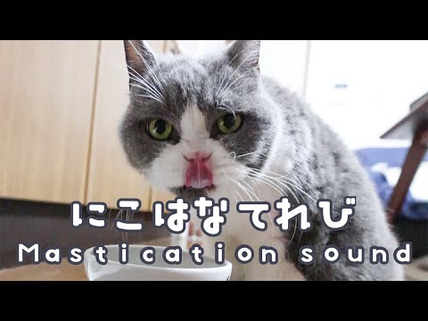 【モフモフねこ】【ASMR】ねこの咀嚼音　にこはなチャンネル Fluffy Cat nicohana Channel