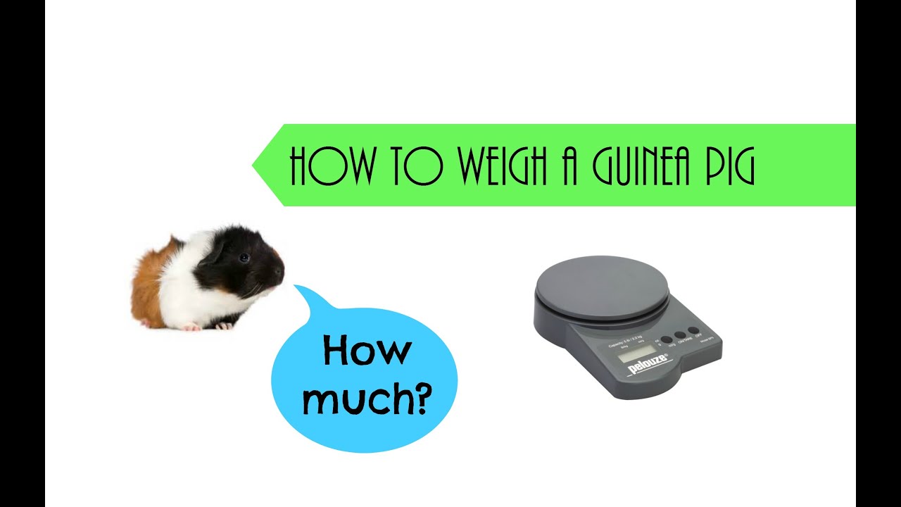How to weigh a guinea pig YouTube