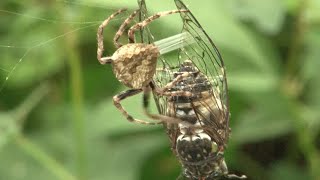 산왕거미 관찰!! 매미 사냥 Observation of the Mountain King Spider! a cicada game