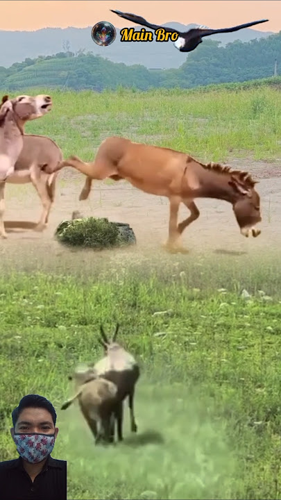 OH MY GOD! KUDA BERSETERU DENGAN KELEDAI #animals #shorts