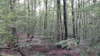 Relaxing Nature Sounds, Birds Chirping in a Forest, Calming 5 Min Mindfulness Meditation