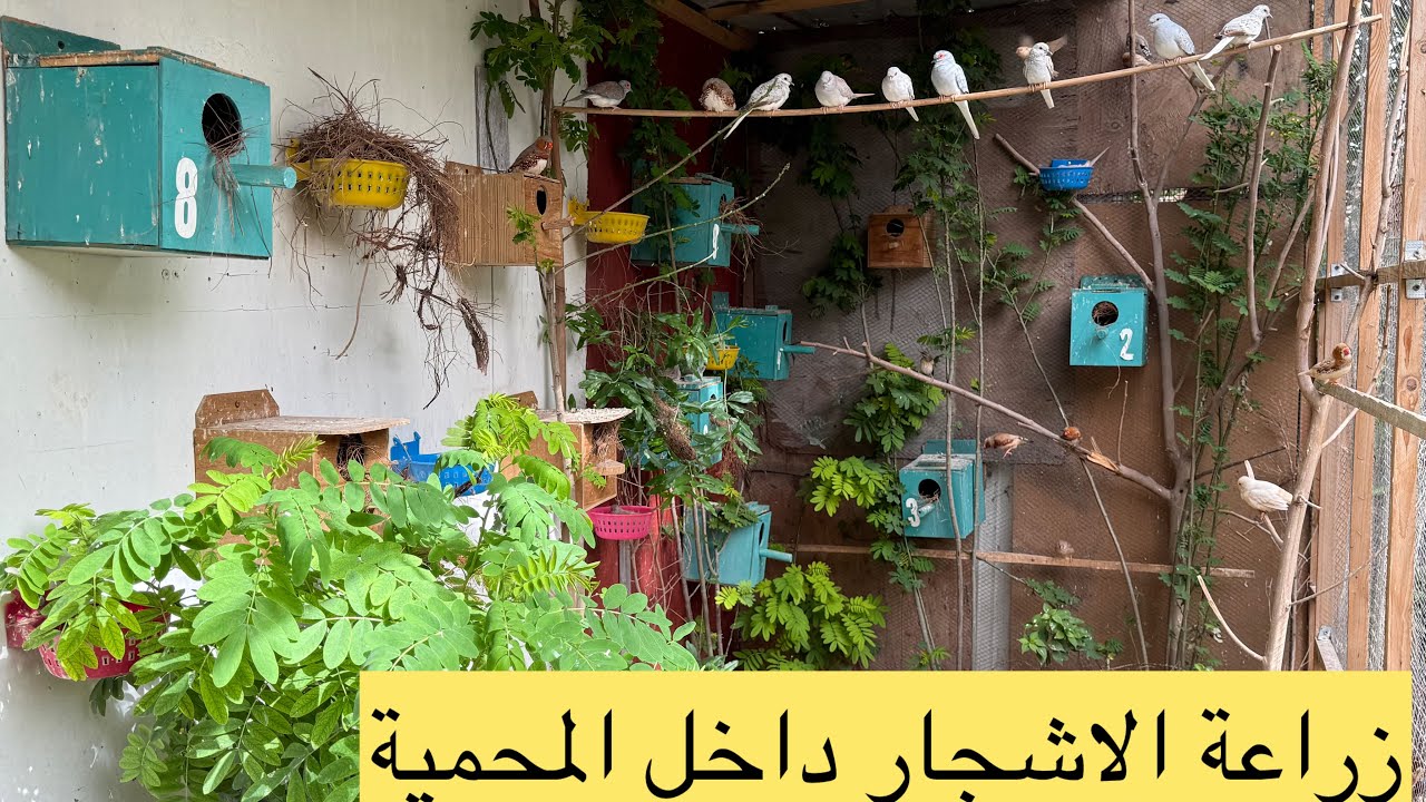 13 نيسان، 2025 زراعة الاشجار داخل المحمية