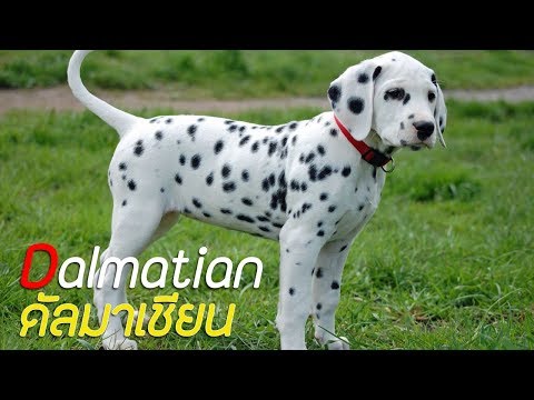 รู้จักสุนัขพันธุ์ ดัลเมเชียน (Dalmatian) สุนัขที่มีจุดเยอะที่สุด !!