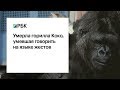Умерла горилла Коко, освоившая язык глухонемых