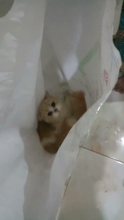 KUCING DALAM KARUNG #shorts #kucinglucu #trending #viral