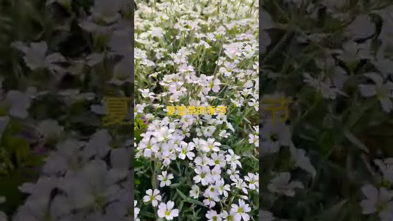 坐标瑞士 地被植物夏雪草 简单容易好养 无防护可过冬 Youtube 坐标瑞士 地被植物夏雪草 简单容易好养 无防护可过冬 Youtube