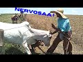 Vacas Muito Bravas (Deu trabalho)