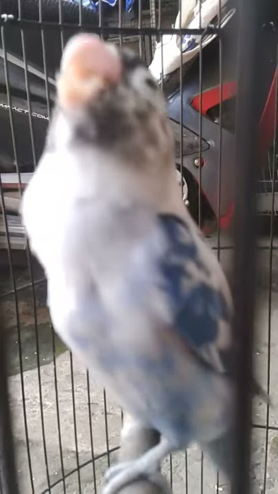 lovebird ngekek panjang pastel biru
