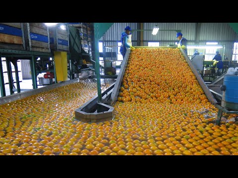 How Orange Juice