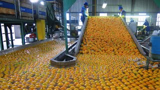 How Orange Juice Is Made In Factory | Production Process Of Orange Essential Oil