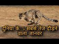 दुनिया के 5 सबसे तेज दौड़ने वाला जानवर - 5 fastest running animals in the world - Great Environment