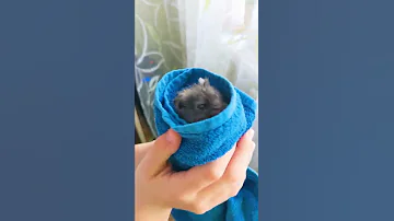 Хомяк Умеет Плавать?