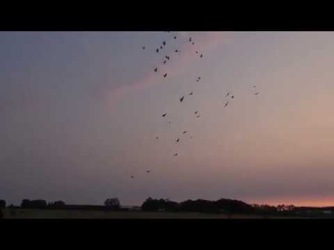 ქედანზე ნადირობა|qedanze nadiroba_Охота на вяхиря