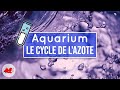 Le cycle de lazote dans laquarium