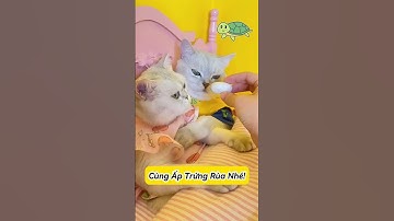 🐢 Hành Trình Rùa Con Xuất Hiện #thúcưng #vậtnuôi #chómèohàihước #funny #pets #cat #cute