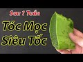 Chỉ cần 1 tuần áp dụng theo cách này, tóc mọc như mưa và giảm gãy rụng hoàn toàn