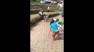 Bali - pěstování rýže
