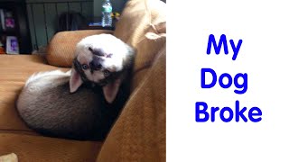 Hilarious Pics Of Dogs Acting Weird - funny dogs by oscardramirez 664 views 1 month ago 8 minutes, 7 seconds