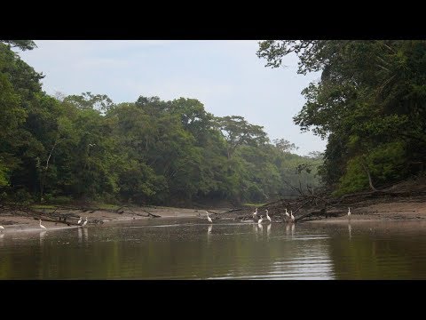 Wideo: Przez Miesiąc Mieszkaliśmy Na Granicy Bezkontaktowych Gmin W Peruwiańskiej Amazonii. Oto, Co Widzieliśmy. - Sieć Matador