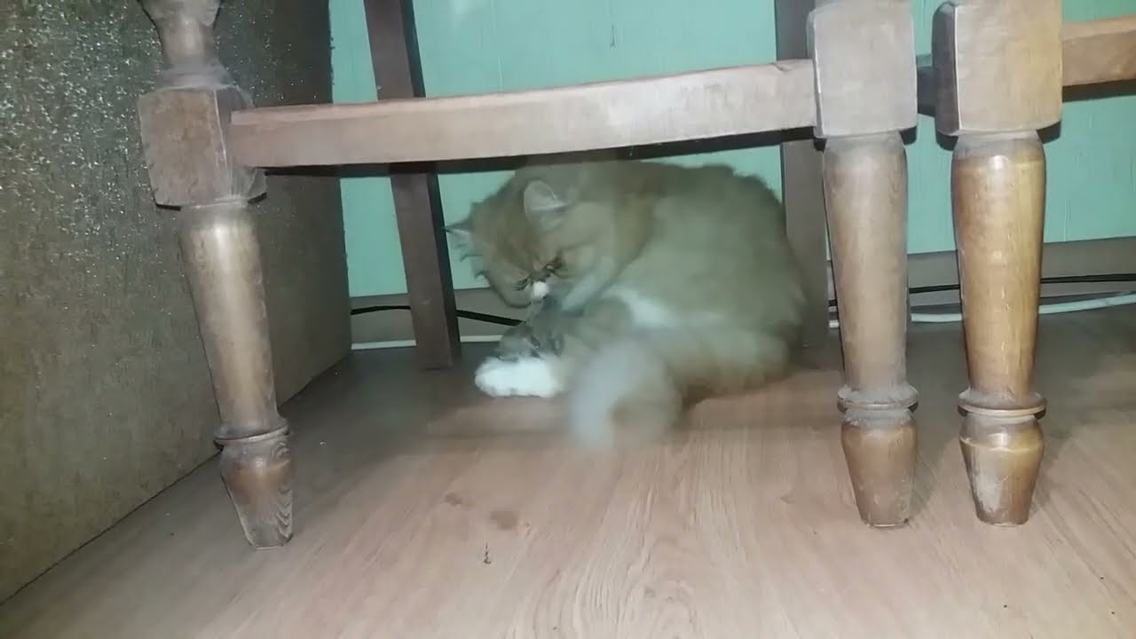 Как отучить кошку таскать котят в другое место?