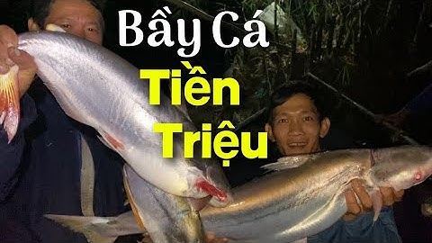 Bầy cá BÔNG LAU siêu to khổng lồ giá TIỀN TRIỆU xa lưới ngư dân miền tây | Cù Lao Dung Vlogs #104