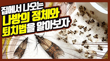 집에서 나오는 쌀벌레 화랑곡나방 (쌀나방) 퇴치법을 알아보자