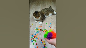 Cat Barsik Balls 🌈🍬 Reverse video #marblerunandmore #cat #reverse