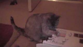 Cats Deconstructing The Box