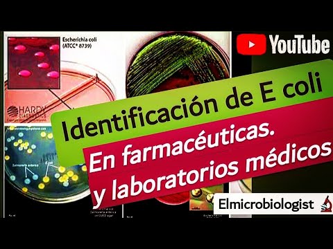 Video: ¿Puede la enterobacter aerogenes fermentar la lactosa?