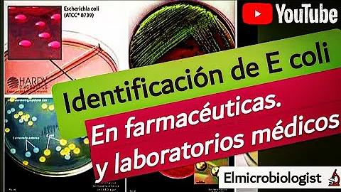 Como isolar E-coli?