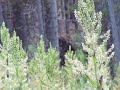 Bigfoot captured on camera in colorado  cascade hiker ran off mountain by two sasquatch