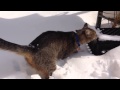 Benny the Cat Doesn't like Snow