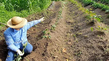 Como plantar batata doce a partir da batata?