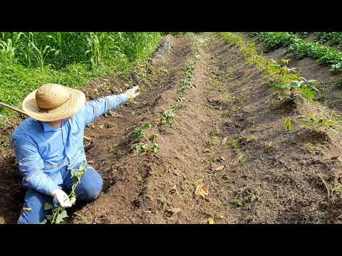 Como plantar batata doce melhor metodo