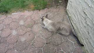 PRECIOUS the Lynx Point Siamese looking for that chippy by Judy Hoffmeister 4,023 views 4 years ago 1 minute, 44 seconds