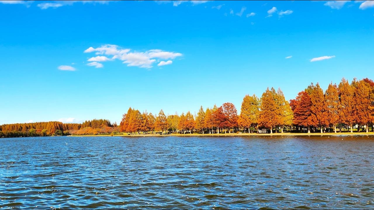 Mizumoto Park Autumn Colors | Majestic Dawn Redwood Forest in