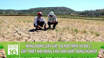 Nắng nóng gay gắt, có nơi trên 40 độ C: Gây thiệt hại nặng cho sản xuất nông nghiệp | VTC16