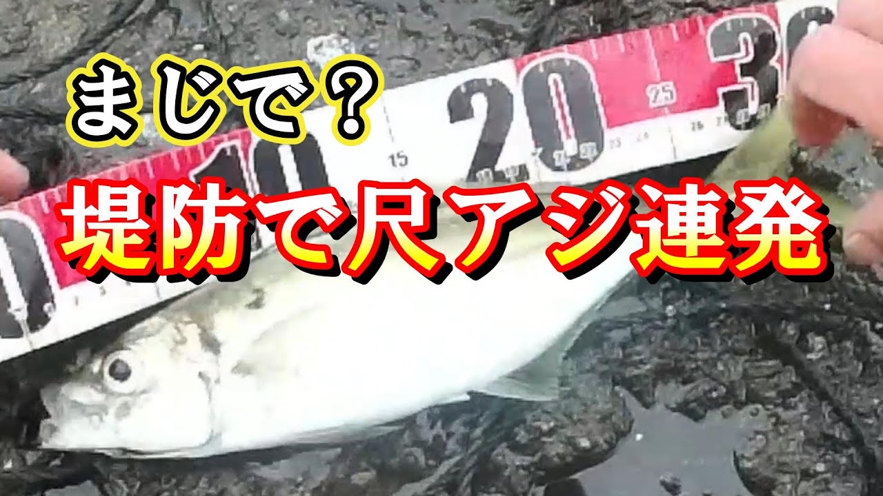 【アジ釣り】尺アジ連発の爆釣が止まらない☆彡まだ釣れるん？