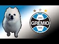 Hino do grmio em cachorrs  futebol