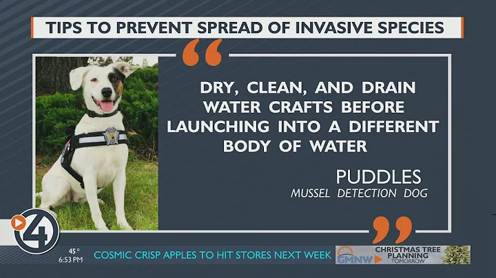 America Strong: Puddles the mussel-sniffing dog flags 35th boat in Washington contaminated by