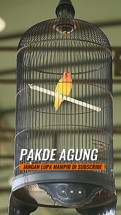 SIMULASI LOMBA LOVEBIRD UNTUK MELATIH MENTAL SEBELUM BERTANDING KEGANTANGAN