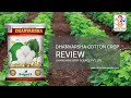 Dhanvarsha hybrid cotton seed review by farmer