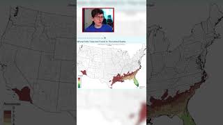 Palm Trees Across America shorts