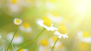 Peaceful Music, Relaxing Music, Instrumental Music, 'Golden Meadow' by Tim Janis Peaceful Music, Relaxing Music, Instrumental Music, 'Golden Meadow' by Tim Janis