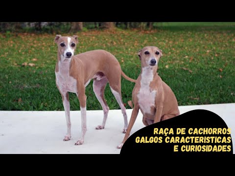 Vídeo: Uma explosão no BarkWorld: latidos e miados abundam na conferência do Blogger de animais de estimação