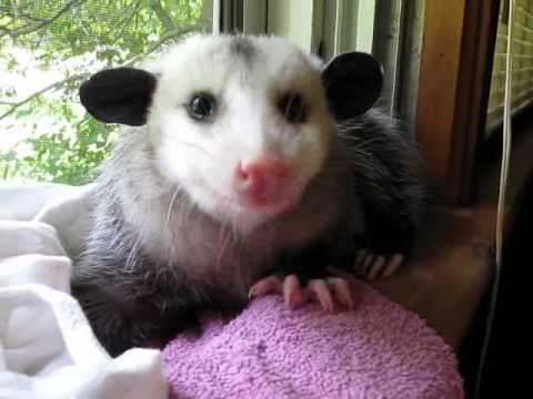 Possum eating strawberry