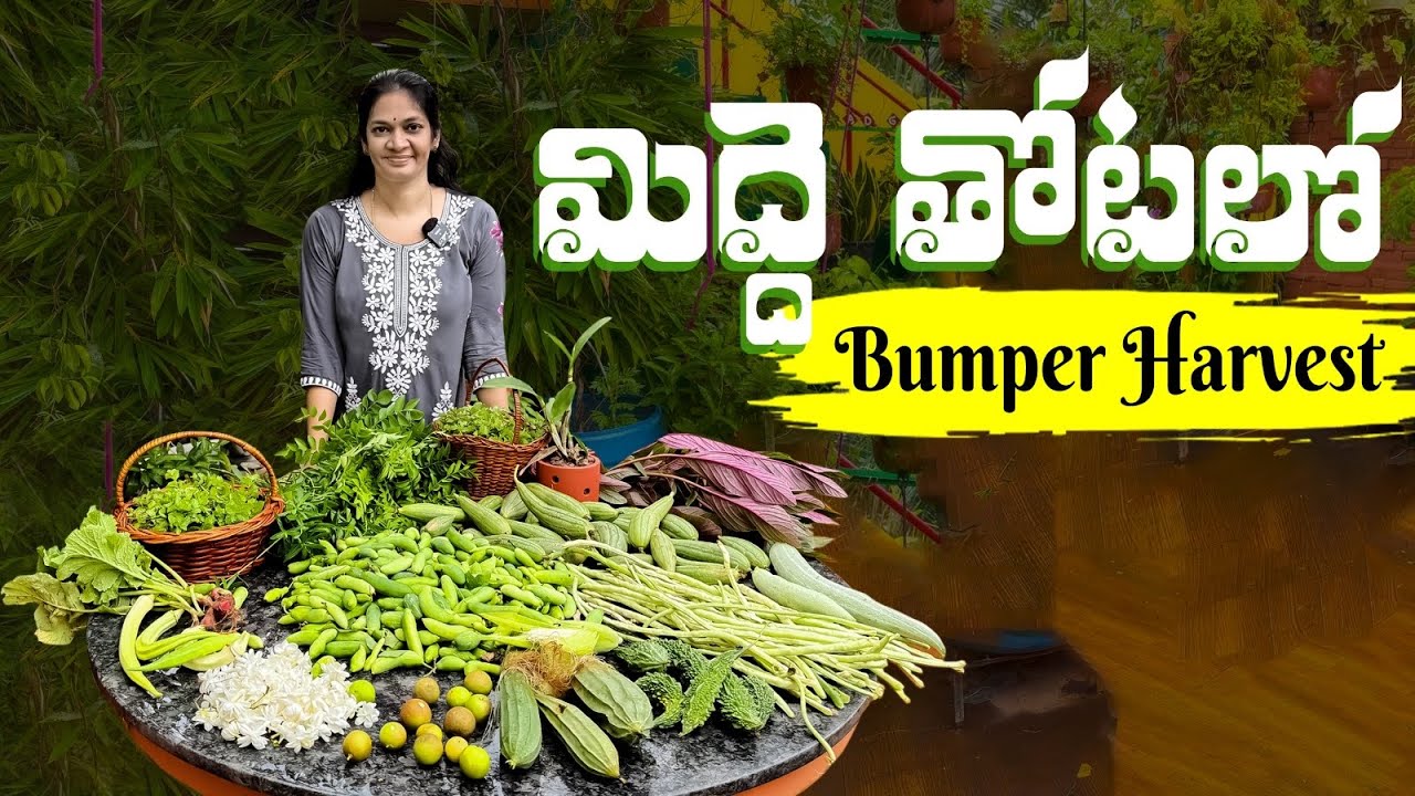 Terrace Garden Harvest/ వర్షాలకు మన మిద్దె తోట పచ్చగా తయారైంది. @MADGARDENER 
