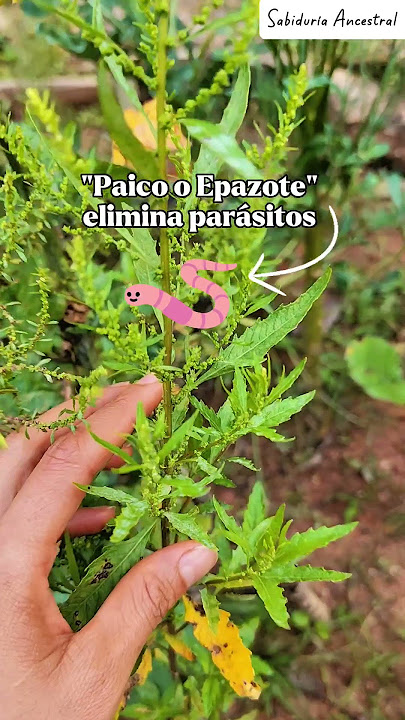 Eliminate parasites with Paico or Epazote